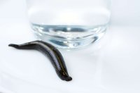 Экстракт Пиявки водно-глицериновый 