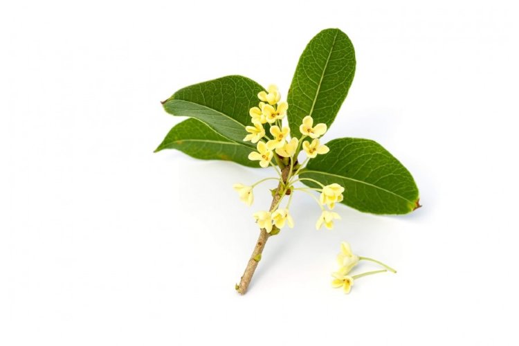 Эфирное масло Османтуса  